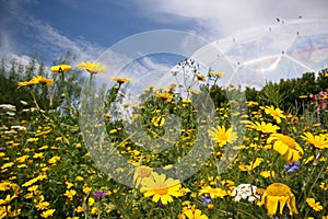 Wild Flower Meadow