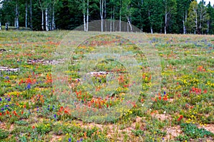 Wild Flower Meadow