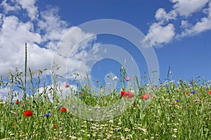 Wild flower meadow