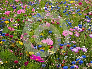 Wild Flower Meadow