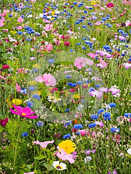 Wild Flower Meadow