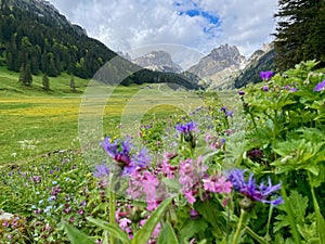 Wild flower meadow in Alpstein, Appenzell, Switzerland. photo