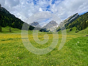 Wild flower meadow in Alpstein, Appenzell, Switzerland. photo