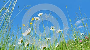 Wild flower meadow or botany and biology. White chamomile and yellow buttercups with pink clover flowers. Period of