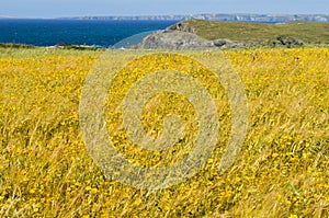 Wild flower meadow cliffs and ocean background