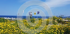 Blume Wiese im frühjahr 