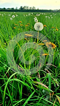 Wild flower meadow with dandelions