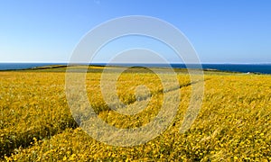 Wild flower meadow. Diagonal path. Seascape and blue sky