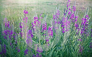 Wild flower (meadow flower)