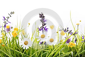 Wild flower meadow in front of white background