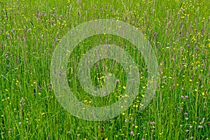 Wild flower meadow with grass, full of wild flowers