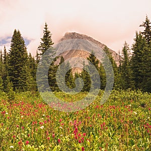 Wild Flower Meadow With Gusty Peak