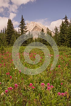 Wild Flower Meadow and Gusty Peak photo