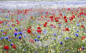 Wild flower meadow, Heartwood Forest, Sandridge, St Albans, Hertfordshire photo