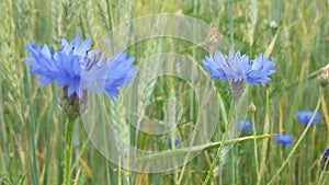 Wild flower, meadow or land, cornflowers and rye