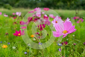Wild flower meadow with many cosmea