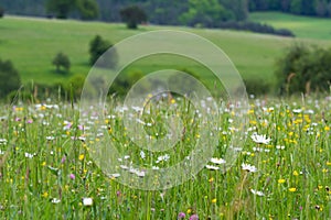 Wild flower meadow with many flowers