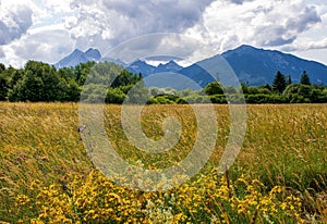 Wild flower meadow in mountain at day.