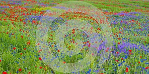 Wild flower meadow with poppies and Cornflowers with selective focus.