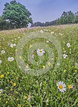 A wild flower meadow in summer