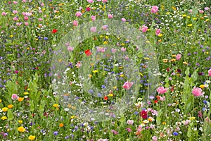 Wild flower meadow photo