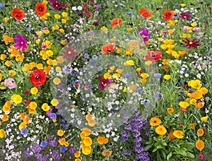 Wild flower mix with poppies and lots of bees photo