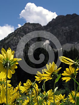 Wild flower mountain vertical