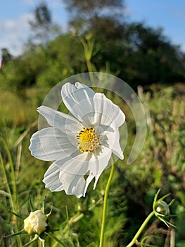 Wild flower in nature of southamerica photo