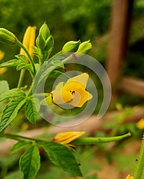 Wild flower nice looking image in India