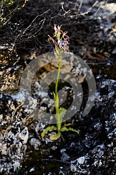 Wild flower Orphys italicum orchidaceae flower macro background wallpapers high quality prints canon 5DS photo