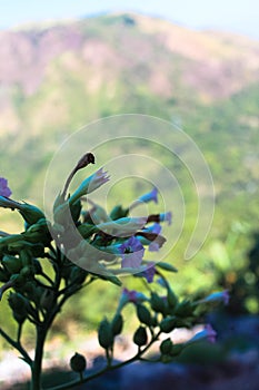Wild flower  over the mountain range photo