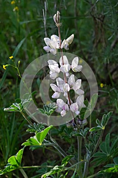 Wild flower Palestinian lupine (Lupinus palaestinus Boiss) on a spring meadow