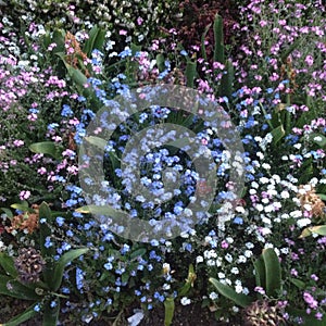 Wild Flower pathways in Summertime - Paris, France