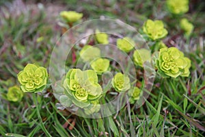 Wild flower plant Euphorbia helioscopia