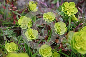 Wild flower plant Euphorbia helioscopia