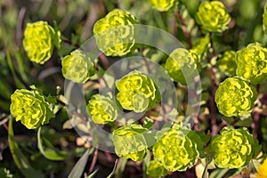 Wild flower plant in nature latin name: Euphorbia helioscopia