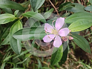 The wild flower plant is pink and blooms perfectly photo