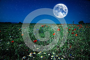 Wild flower poppy field meadow at night with moon and stars