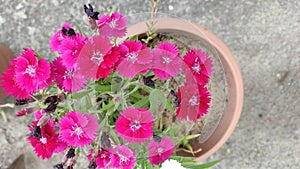 A wild flower in flower pot.amazing plant red clour