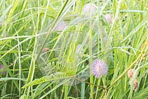 Wild flower pudica mimosa