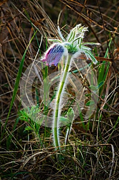 Wild flower Pulsatilla patens in the grass close-up