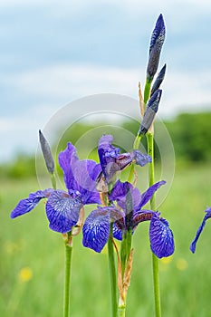 Wild flower of purple iris on green meadow