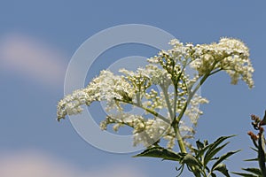 Wild flower on the road white2