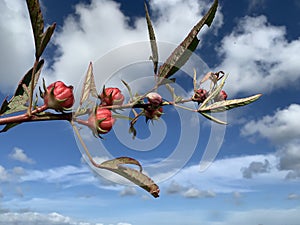 Wild flower of Roselle calyces plant on blue sky background in tropical Bali, Indonesia