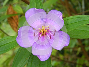 Wild flower in Sinharaja area