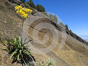 Wild flower on slope of volcanic ash mountain on the island of Gran Canaria in Spain