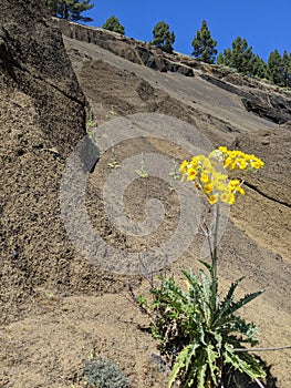 Wild flower on slope of volcanic ash mountain on the island of Gran Canaria in Spain
