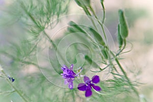 Wild flower. Small DOF