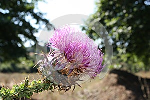 Wild flower of spear thistle, bull thistle or common thistle Cirsium vulgare close-up, Greece