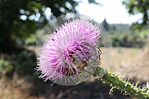 Wild flower of spear thistle, bull thistle or common thistle Cirsium vulgare close-up, Greece